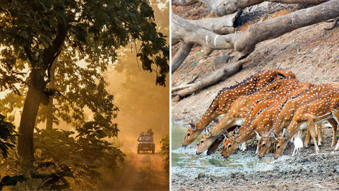 Behind The Successful Revival Of Tadoba-Andhari Tiger Reserve Is A Father-Son Duo And A Series Of Conservation Initiatives