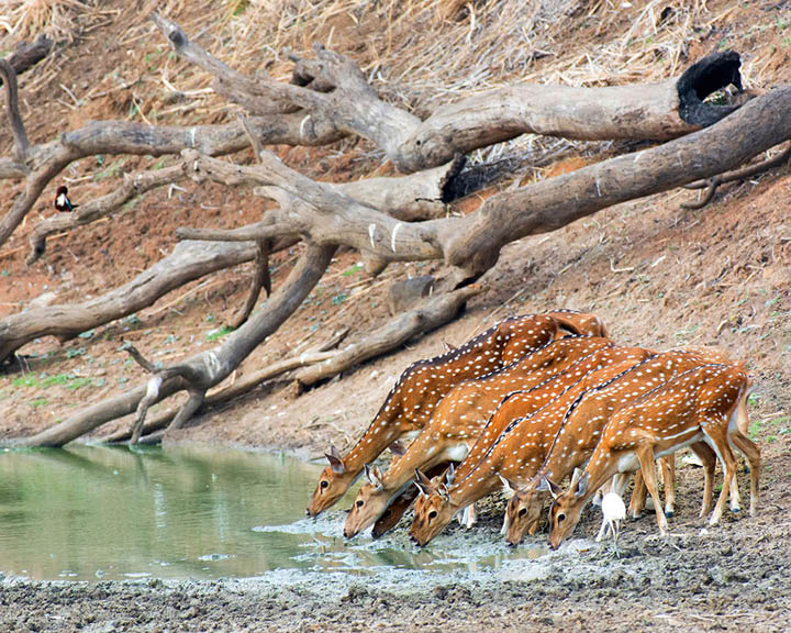 Tadoba-Andhari Tiger Reserve
