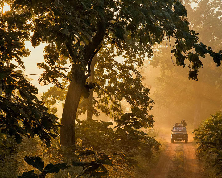 Tadoba-Andhari Tiger Reserve