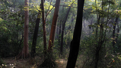 It's Official! 600 Acres of Mumbai's Aarey Milk Colony Has Been Reserved As Forest