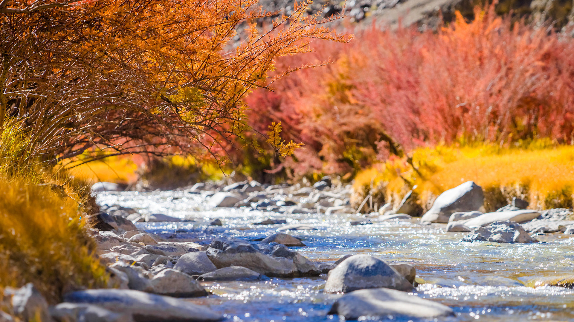 Where To Witness The Most Spectacular Fall Foliage In India?