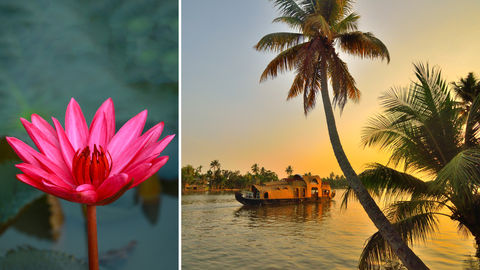 Kerala's Pink Lily Festival 2020 Goes Online; Deets Inside