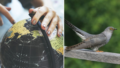 Onon, The Common Cuckoo, Flew Non-Stop From India To Yemen In Just Two Days