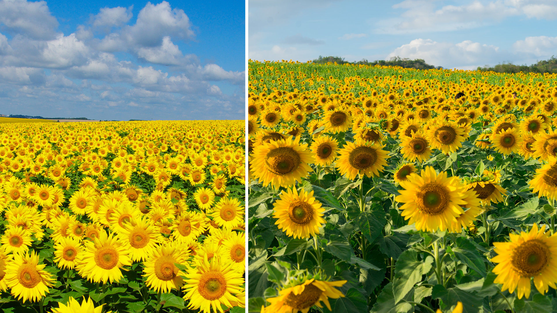 This Farmer From Wisconsin Has Planted Two Million Sunflowers During T