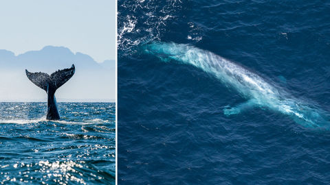 Sydney Photographer Captures Rare Image Of Blue Whale That Has Only Been Seen Thrice In 100 Years