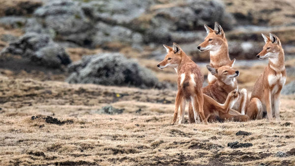 Meet The Endangered Ethiopian Wolf At Bale Mountains National Park