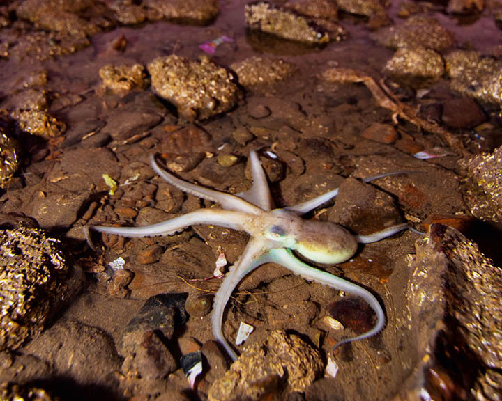 tide pools