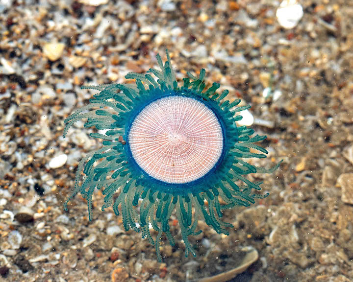 tide pools