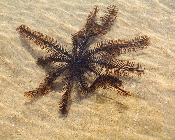 tide pools
