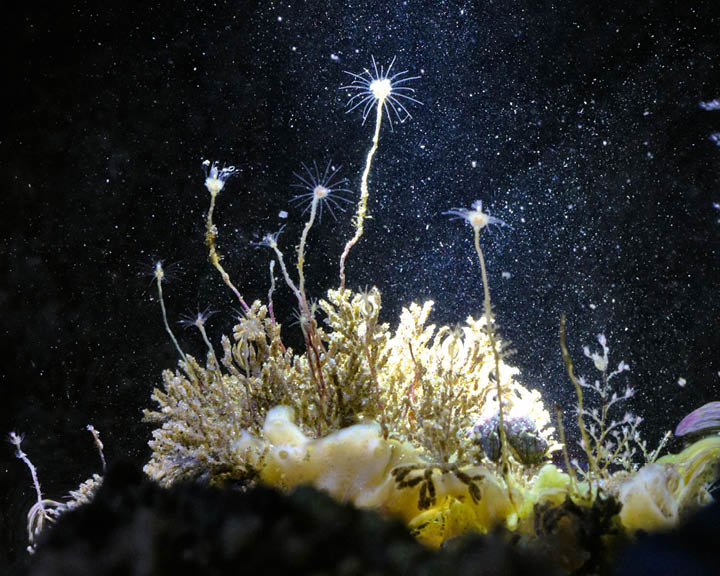 Hydroids Goa