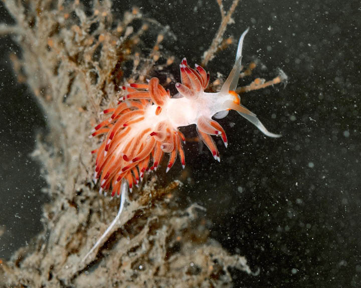 tide pools