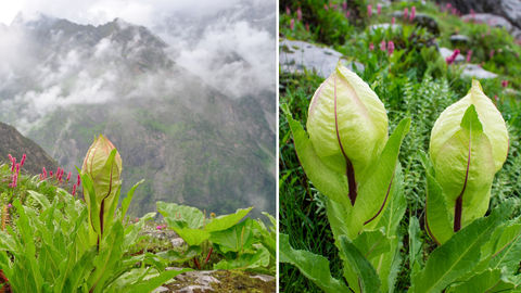 Check Out The Pictures Of Brahma Kamal, One Of The Rarest Himalayan Flowers That Blooms For Just One Night