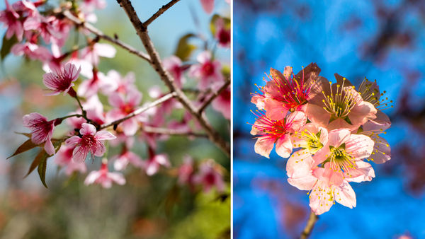 In Pictures: Shillong Is Draped In 50 Shades Of Pink, Courtesy Cherry Blossoms