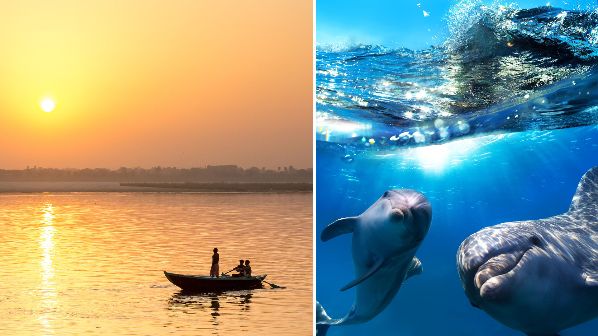 Watch Dolphins In River Ganga As India Launches Dolphin Safari In West  Bengal!