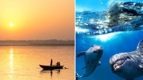 India Launches Dolphin Safaris On River Ganga Under 'My Ganga My Dolphin' Campaign