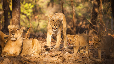 You Can Now Go On a Wildlife Safari At Gujarat's Gir National Park &amp; Pay A Visit To Your Furry Friends