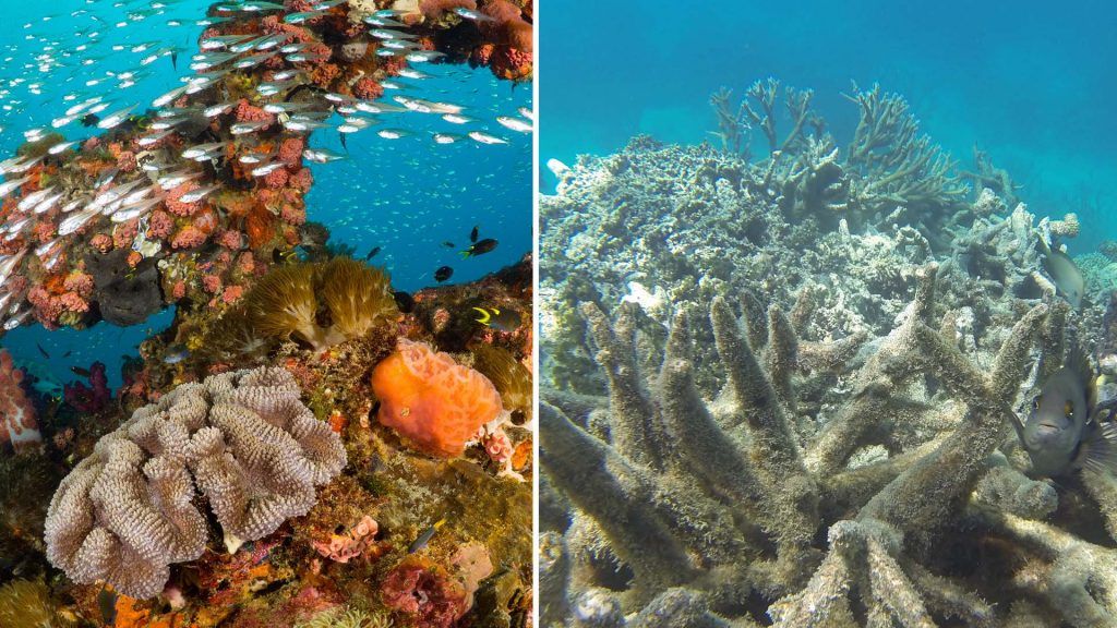 Great Barrier Reef Archives | Travel and Leisure Asia | India