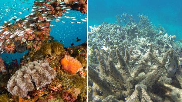 New Study Reveals That Great Barrier Reef Has Lost Half Of Its Corals In The Last 25 Years