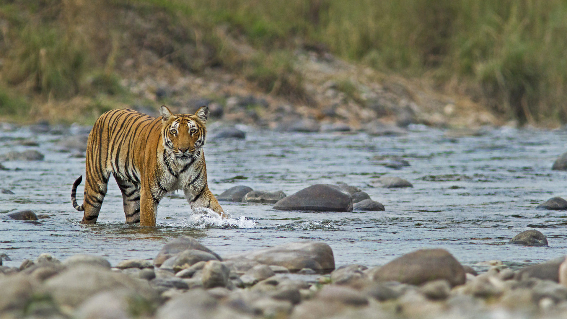 Jim Corbett National Park Now Has 252 Tigers Highest In The World!