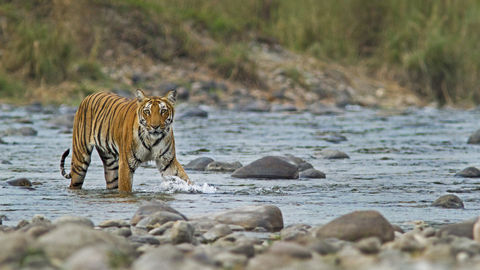 Jim Corbett National Park Now Has 252 Tigers -- Highest In The World!