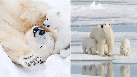 Polar Bears Are Embarking On Their Annual Migration. Here's How You Can Watch It Live