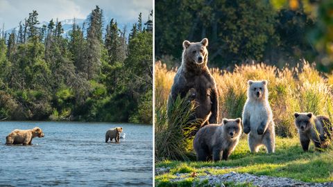 Fat Bear Week 2020 Begins At Katmai National Park. Here Are All The Deets!