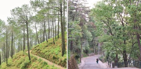 This Road Trip Guide To Kasauli From Delhi Is All You Need!