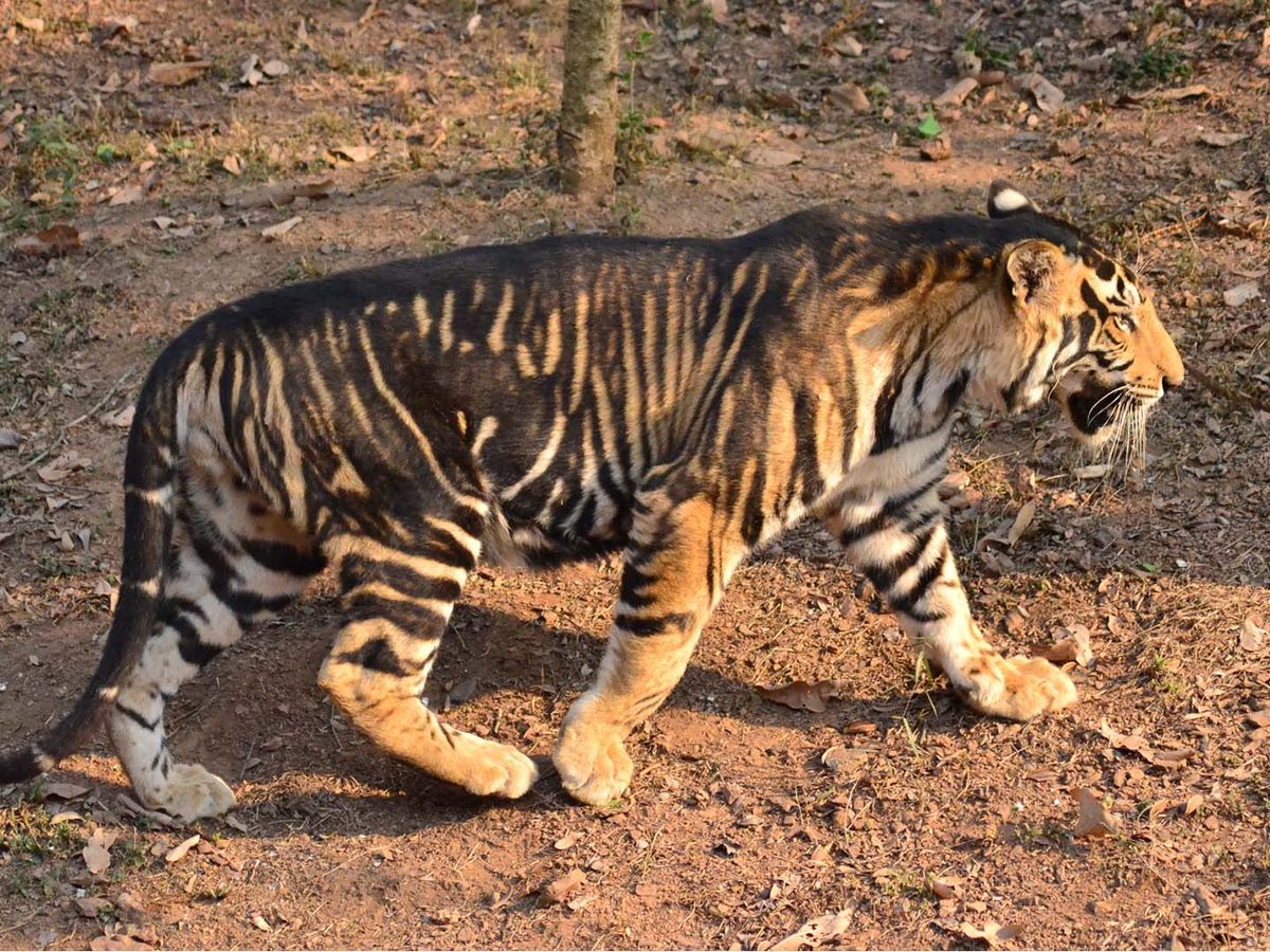 Have You Seen The Viral Photos Of A Rare Black Tiger Spotted In ...