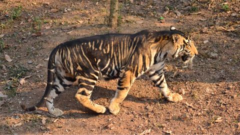 Have You Seen The Viral Photos Of A Rare Black Tiger Spotted In Odisha? 