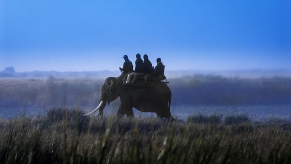 Elephant Safaris At Kaziranga National Park Have Resumed Once Again!