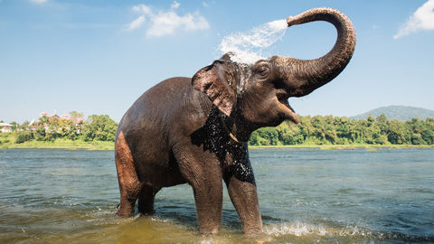 Kerala To Soon Have The World's Largest Elephant Care-And-Cure Facility Centre