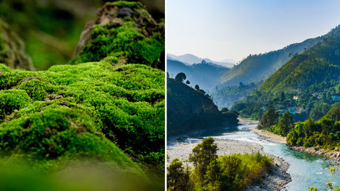 You Can Now Visit India’s First Moss Garden In Uttarakhand