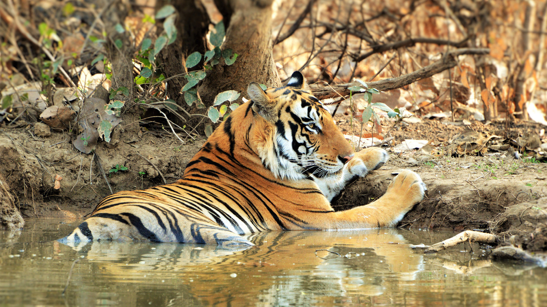 Panna Tiger Reserve Makes It To The List Of UNESCO’s World Network of