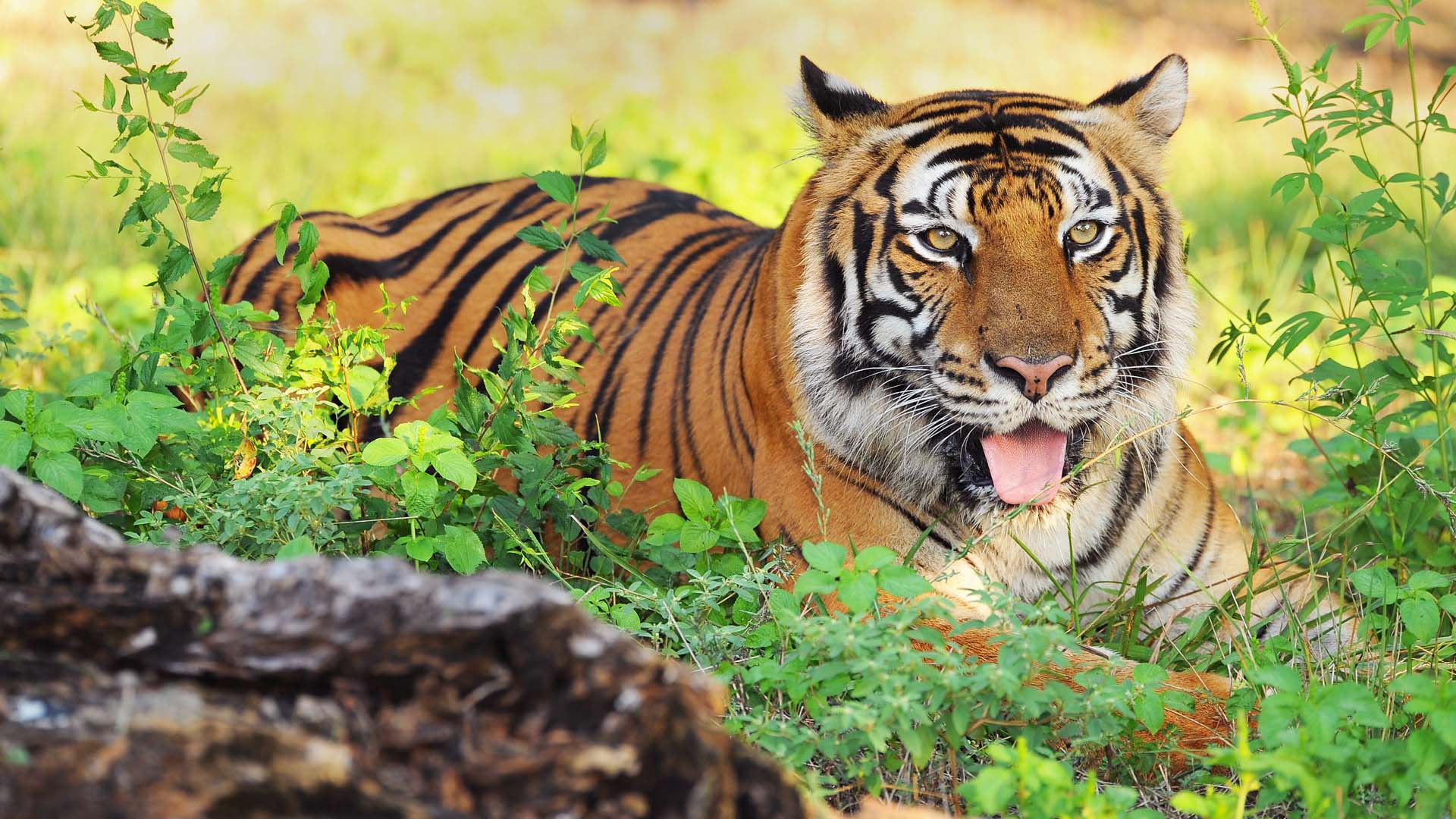 Delhi Zoo Welcomes 6-Year-Old Royal Bengal Tigress From Kanpur For Con