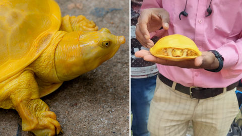 Egg Yolk, Melted Cheese, Paint: What Comes To Mind When You Look At These Viral Photos Of The Rare Yellow Turtle?