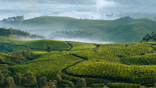 #BestOf2020: 10 Tea-riffic Tea Estates In India We Missed Visiting This Year