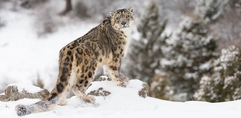 Uttarakhand To Organise First-Ever Snow Leopard Tours