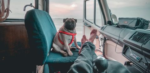 This YouTuber Went On An 8,000 Km Caravan Trip With His Pug!