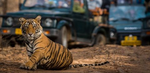 Sighting Tigers At Ranthambore: A First-hand Account & Traveller's Guide