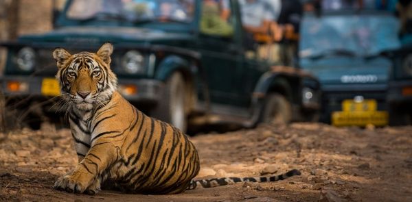 Sighting Tigers At Ranthambore: A First-hand Account & Traveller’s Guide