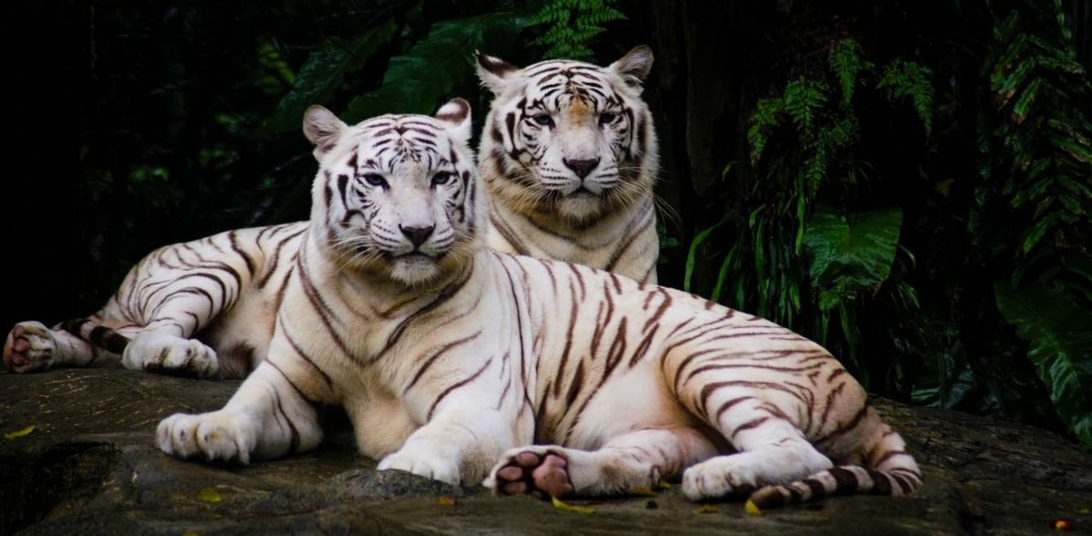 Albino Tigers