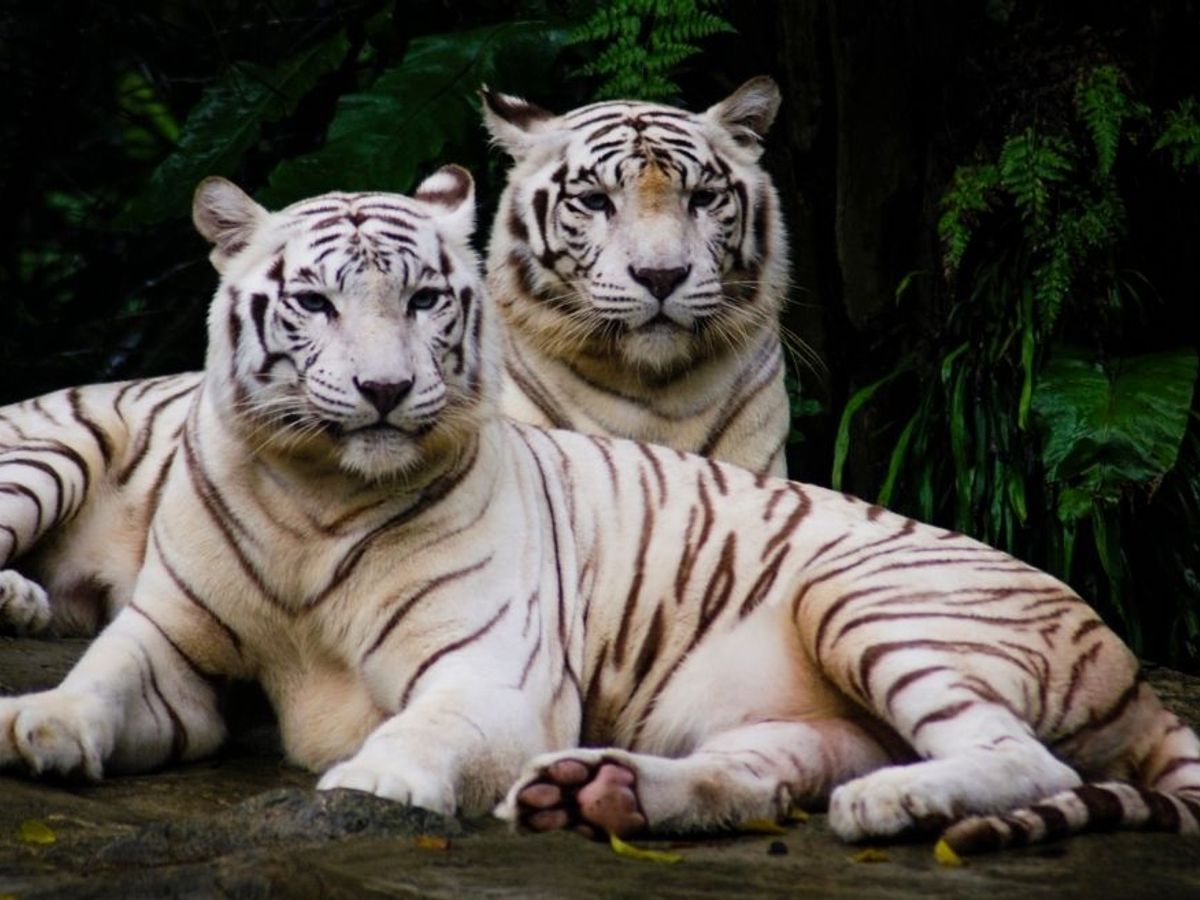 5 things to know about the white tiger