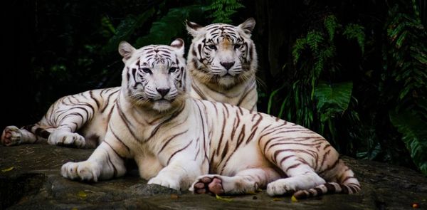 Inspired By Netflix, Here Are 4 Indian States Where You Can Spot The White Tiger