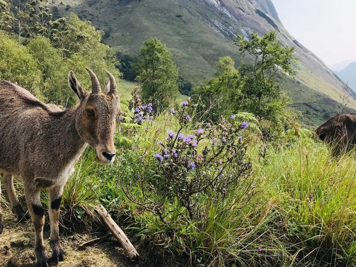 World Wildlife Day: Rare Indian Animals And Where To Find Them World Wildlife Day: Rare Indian Animals And Where To Find Them