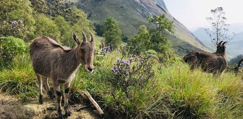 World Wildlife Day: Rare Indian Animals And Where To Find Them