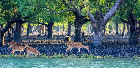 These Are Asia's Most Stunning Mangrove Forests
