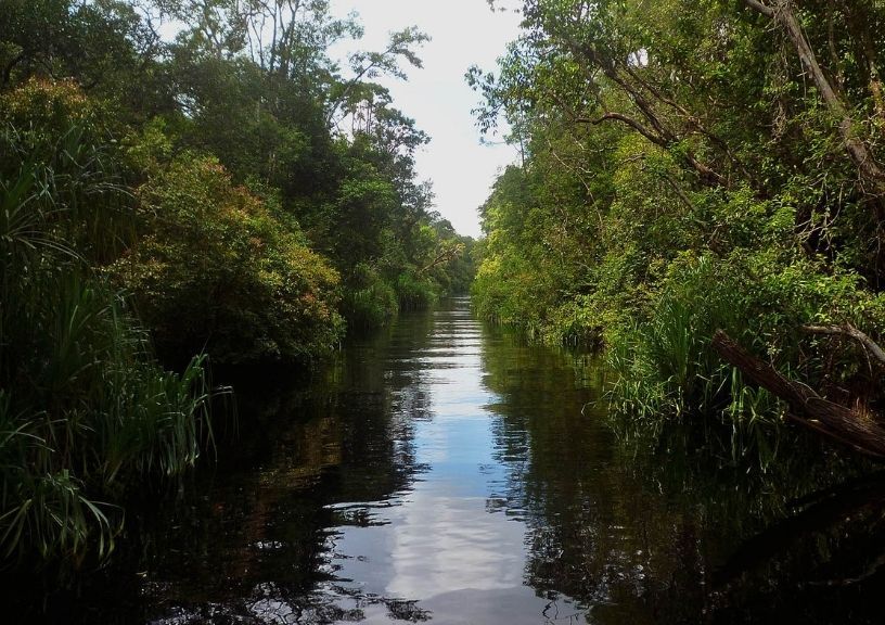Asia Mangrove forests