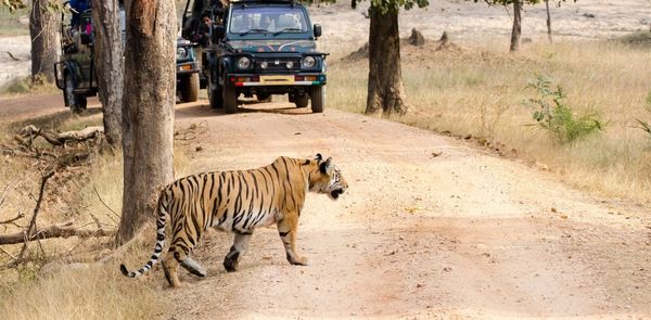 MP Tourism Introduces Night Safaris In Three National Parks