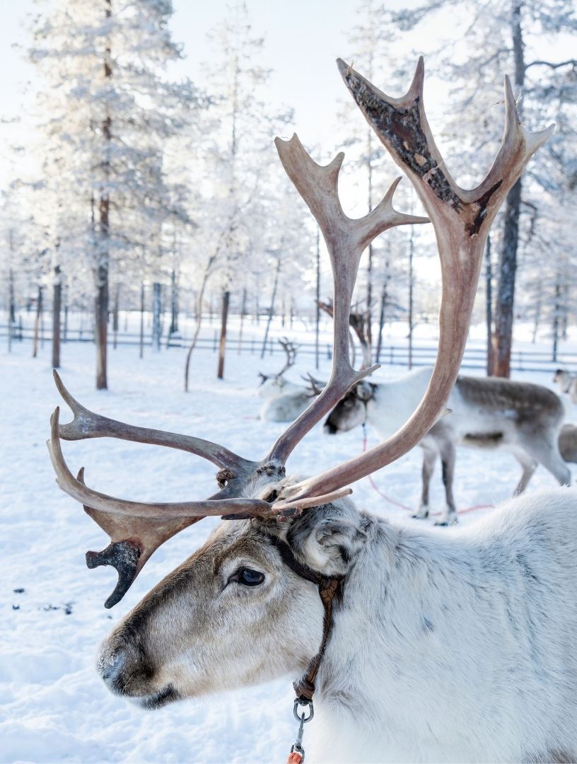 Finnish Lapland