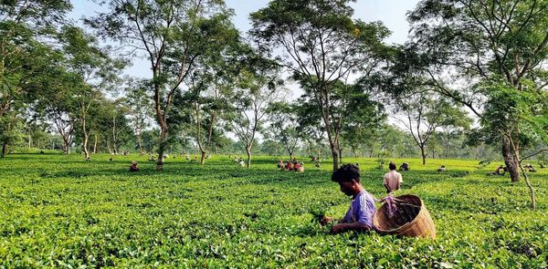 Balipara In Assam Offers A Peak Into The Laid-Back Plantation Life